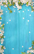 Spring background, frame of white blossom on old wooden board with copy space
