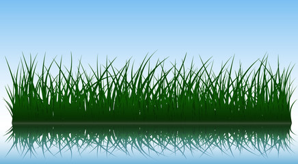 Wall Mural - Green grass silhouettes with reflection on water surface, vector illustration.