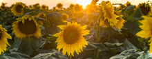Sunflower Flare