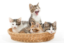 Group Of Young Kittens In The Basket