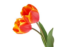 Two Tulips Isolated On A White Background