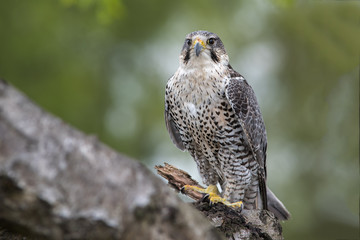 Poster - A portrait of a hybrid peregrine and saker falcon perched on a tree branch looking forward