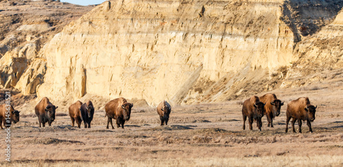 Plakat Bison Herd