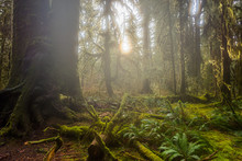 The Olympic Peninsula Is Home For Gorgeous Rain Forests. Hoh Rain Forest, Olympic National Park, Washington State, USA