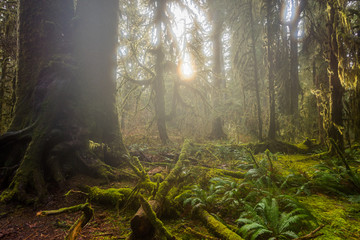 The Olympic Peninsula is home for gorgeous rain forests. Hoh Rain Forest, Olympic National Park, Washington state, USA