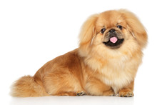 ペキニーズ犬 無料画像 - Public Domain Pictures