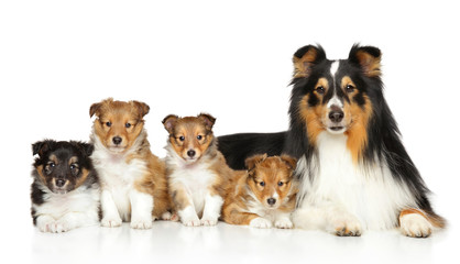 Wall Mural - Shetland sheepdog family