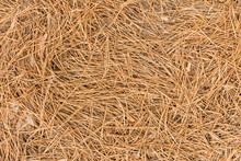 Dry Brown Pine Needles Crumbled Together With Cones To The Ground