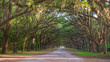Dirt road into Wormsole Plantation lined with Live oaks draped in Spanish Moss