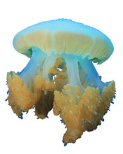 Jellyfish Isolated White Background