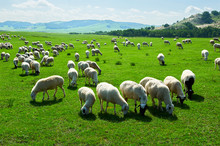 The Flock Of Sheep Or Goats