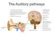 Auditory pathways. Vector graphic.