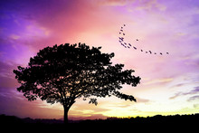 Silhouettes Of Lone Big Tree Beautiful Branch Against The Dawn Or Evening Sky. Birds Flying Above The Sky. Lonely Feeling. Dream Concept. Fantasy Backgound Concept