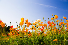 Colorful Flowers, "poppy" And Blue Sky