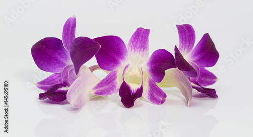 kwiaty-orchidei-na-bialym-tle