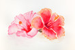 Watercolor Hibiscus flowers