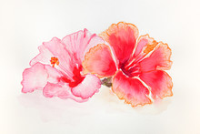 Watercolor Hibiscus Flowers