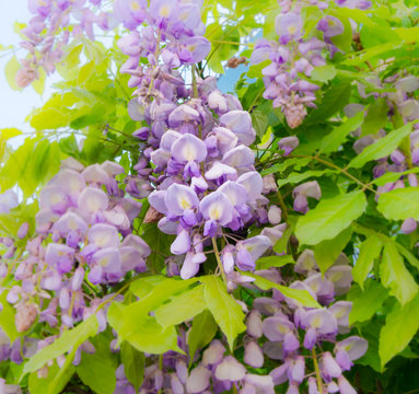 Wall Mural - Wisteria in bloom