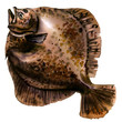 Brown whole raw turbot fish, plaice, flatfish, fresh flounder, isolated, watercolor illustration on white