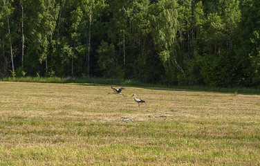 Stork on the field 