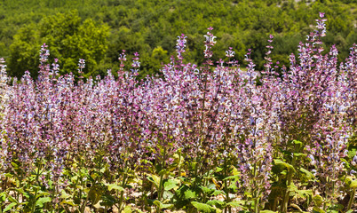 Salvia sclarea