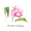 Botanical watercolor illustration sketch of pink cattleya flower on white background