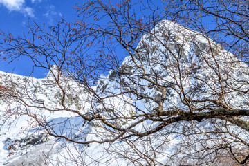 Wall Mural - Beautiful scenic landscape of snow covered mountain peaks on sunny day at spring with blue sky and bare tree branches on foreground