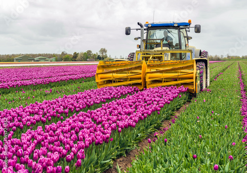Valokuva Mechanized cutting off the flower heads in a tulip field