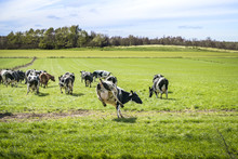 Cows Run Out On A Green Meadow