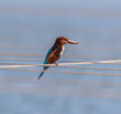 White-Throated Kingfisher ( Halcyon smurnensis ) sitting on a rope stretched over the pool in which the bird catches the fish - Maagan Mikhael, Israel