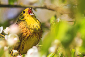 songbird singing song loud voice