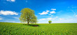 Landschaft mit zwei Bäumen im Frühling, grünes Feld, blauer Himmel, weiße Wolken