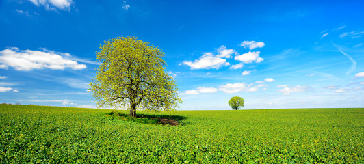 Wall Mural - Landschaft mit zwei Bäumen im Frühling, grünes Feld, blauer Himmel, weiße Wolken
