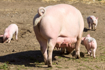 Piglets running around outdoors having fun in the sunshine. Pig mother or sow with large teats in the background.