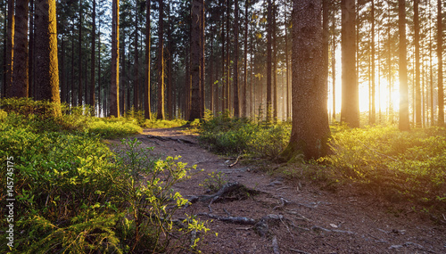 Zdjęcie XXL Leśna ścieżka ze słońcem