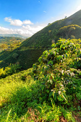 Wall Mural - Morning light hits a coffee tree at a coffee plantantion in the hills around Chinchina, Colombia.