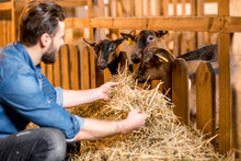 Farmer Feeding Goats