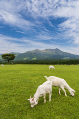 Goats eat grass in a farm near Aso mountain in Kumamoto, Japan