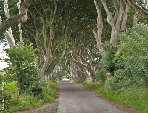 Fotografía Irlande du nord, les arbres tortueux de Dark Hedges, de Ballymoney à Westeros