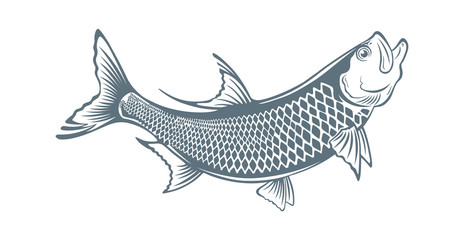 Wall Mural -  fish tarpon