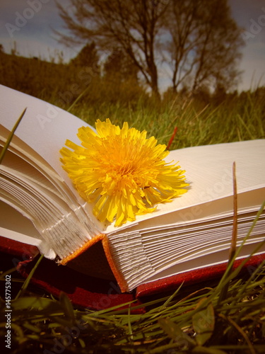 Fotografia, Obraz Yellow dandelion laying on hardback book in the garden