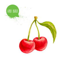 Hand drawn and painted watercolor ripe cherries with leaf. Isolated on white background. Berries and fruit illustration.