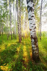 Wall Mural - summer in sunny birch forest