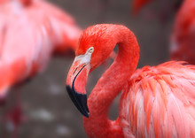 Hoto Of A Beautiful Portrait Of A Red Flamingo