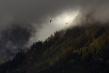 Dramatic Silhouette Of Eagles In Vast Alaska Wilderness