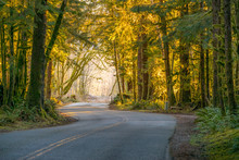 The Road Through Rainforest With Lots Of Trees Covered With Moss. Hoh Rain Forest, Olympic National Park, Washington State, USA