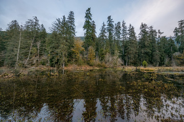 Wall Mural - Scenic lake in the beautiful forest. Fallen logs in a forest lake. Hoh Rain Forest, Olympic National Park, Washington state, USA 