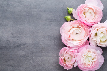 Wall Mural - Pink beautiful ranunculus on gray background.