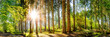 canvas print picture Wald im Frühling, Panorama einer idyllischen Landschaft mit Bäumen und Sonne