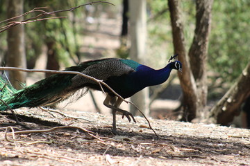 Peacock in wild Australia